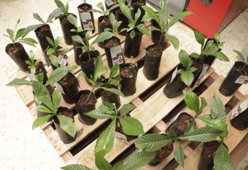 Dia da Árvore terá distribuição de mudas no Poder Judiciário