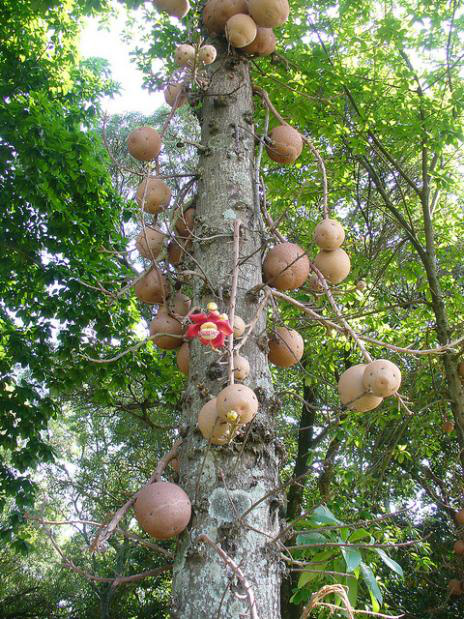 Conheça a árvore que produz "balas de canhão fedorentas" e bastante perigosas! Conheça a árvore que produz "balas de canhão fedorentas" e bastante perigosas!