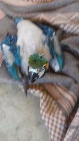 PMA autua mulher por manter filhote de arara em cativeiro PMA/Divulgação