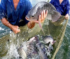 Produção de pescado brasileiro movimenta R$ 4 bilhões por ano - Divulgação