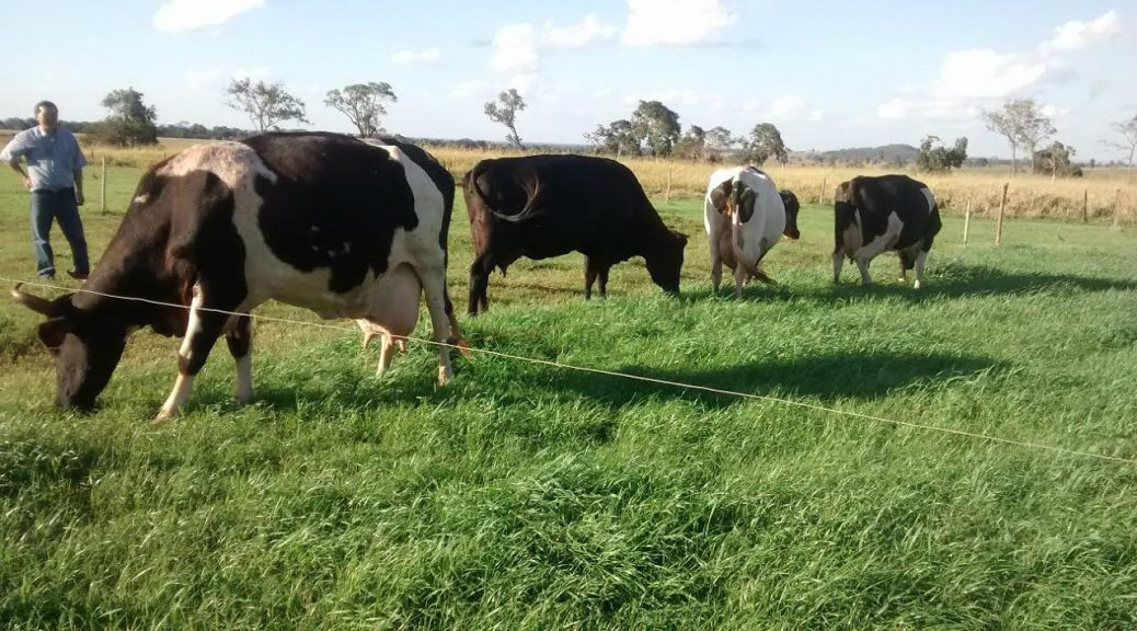 Para driblar entressafra, produtor adere técnicas de manejo de pastagem e assistência da Agraer