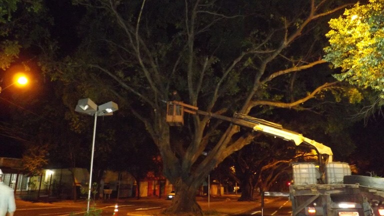 Árvores dos canteiros Mato Grosso e Afonso Pena passam por manejo ambiental Árvores dos canteiros Mato Grosso e Afonso Pena passam por manejo ambiental