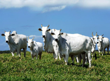 Valor da Produção Agropecuária é de R$ 481,6 bilhões em 2015