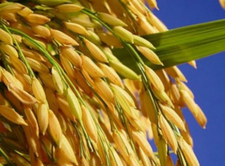 Cientistas desenvolvem sementes de arroz transgênico com anticorpo anti-HIV