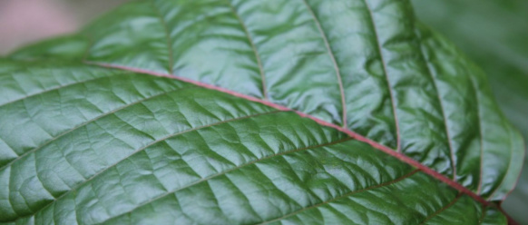 Conheça a droga que está sendo considerada tão perigosa quanto a heroína Conheça a droga que está sendo considerada tão perigosa quanto a heroína