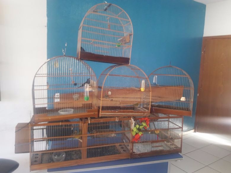 Homem é autuado em R$ 13 mil por manter pássaros ilegalmente em cativeiro