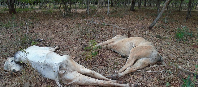 Pecuarista é autuado em mais de R$ 300 mil por deixar gado com fome e sede Pecuarista é autuado em mais de R$ 300 mil por deixar gado com fome e sede