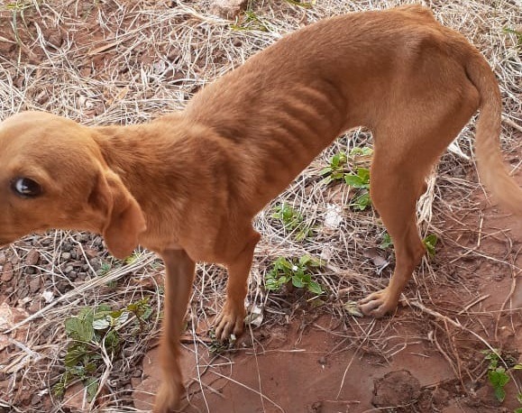 Mulher de 21 anos é presa por maus-tratos a dois cachorros Um dos cachorros em estado de penúria. Divulgação/PM