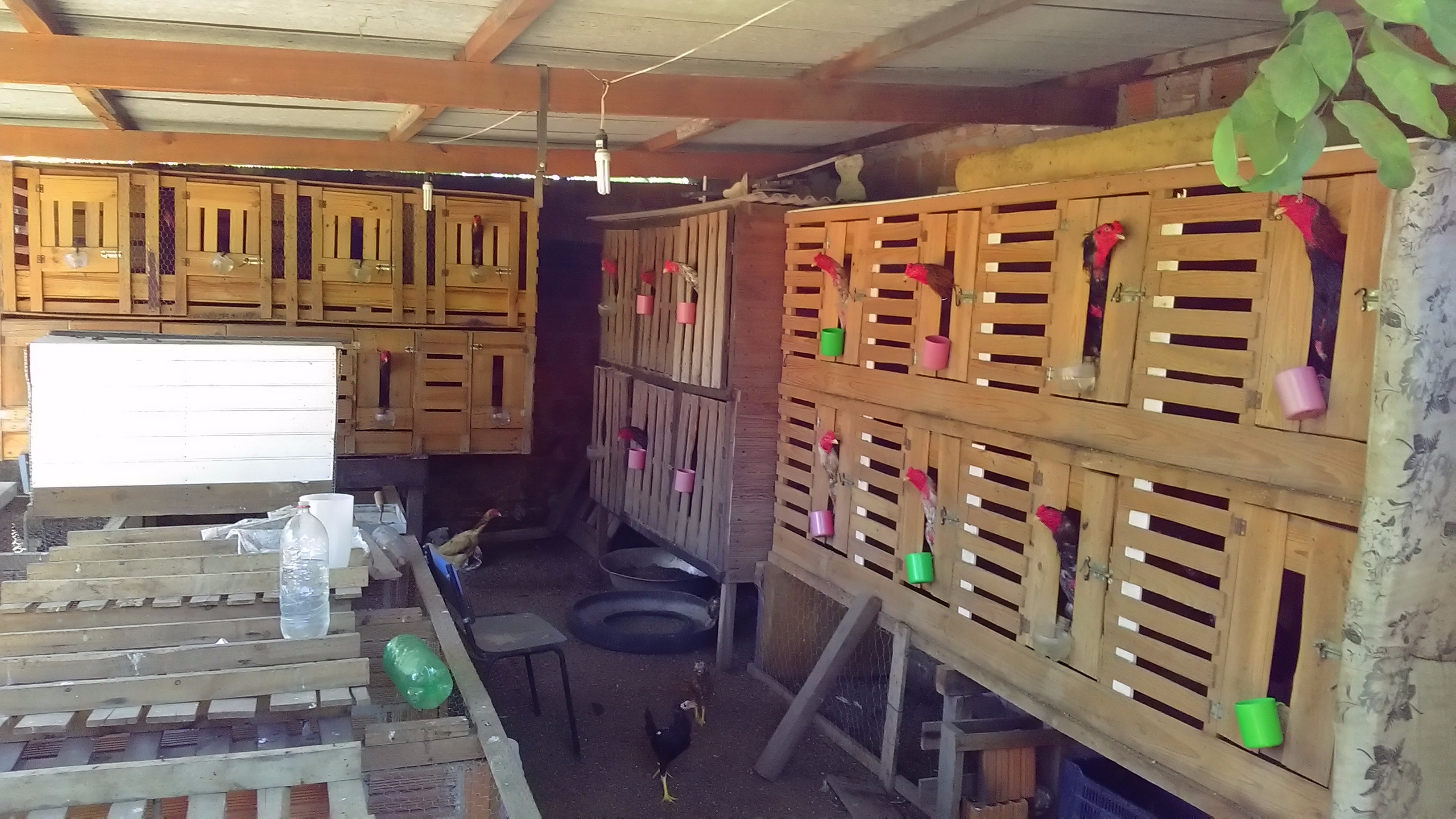 PMA fecha rinha de galo e aplica R$ 9,5 mil em multa