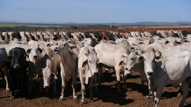 Pecuaristas estão retendo a boiada, esperando preços melhores (Foto: Ernesto de Souza / Editora Globo)