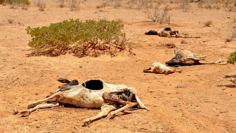 Entre as metas estabelecidas está recuperar 15 milhões de hectares e pastos degradados (Foto: Oxfam East Africa/CCommons)