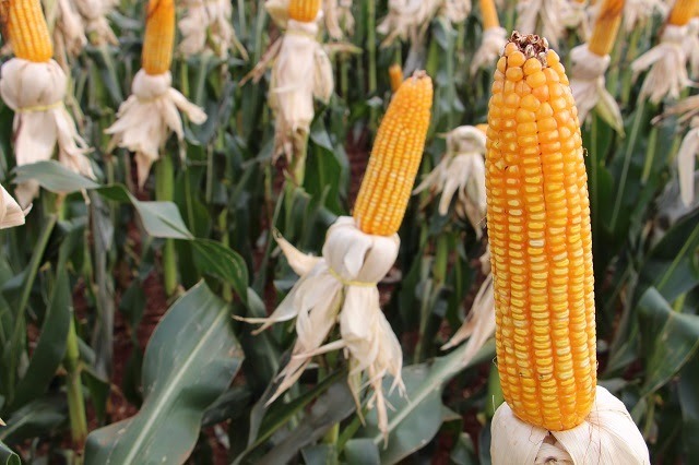 Aprosoja aponta ótimas produtividades de milho em todas regiões