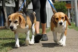 Animais domésticos serão obrigados a serem registrados