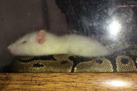 Mulher compra rato para alimentar cobra de estimação e animais se tornam melhores amigos