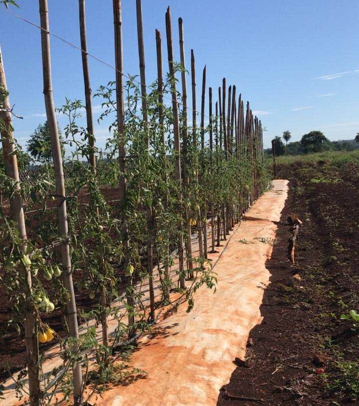 Prefeitura de Dourados garante apoio aos pequenos produtores Divulgação