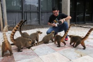 Servidor faz fotos de quatis no pátio de secretaria estadual. Foto: Chico Ribeiro