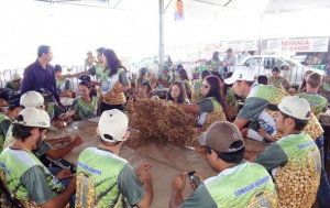 Festa do Pé de Soja Solteiro começa quinta-feira em Laguna Carapã