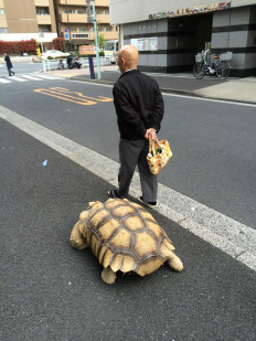Homem mais paciente do mundo caminha com sua tartaruga gigante, todos os dias, pelas ruas de Tóquio Moradores de Tóquio relataram, recentemente, um feito nada comum nas ruas da cidade.