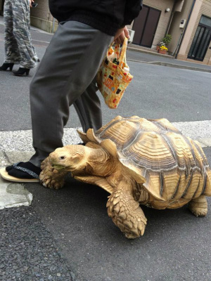 Homem mais paciente do mundo caminha com sua tartaruga gigante, todos os dias, pelas ruas de Tóquio Homem mais paciente do mundo caminha com sua tartaruga gigante, todos os dias, pelas ruas de Tóquio