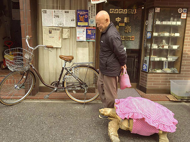 Homem mais paciente do mundo caminha com sua tartaruga gigante, todos os dias, pelas ruas de Tóquio Homem mais paciente do mundo caminha com sua tartaruga gigante, todos os dias, pelas ruas de Tóquio