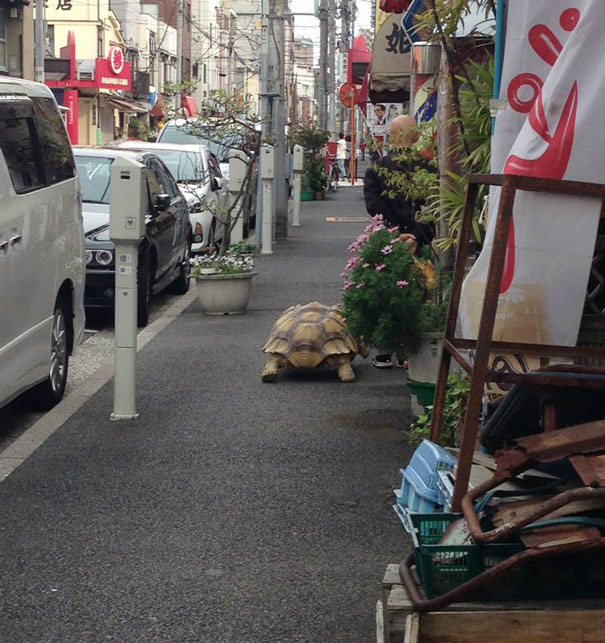 Homem mais paciente do mundo caminha com sua tartaruga gigante, todos os dias, pelas ruas de Tóquio Homem mais paciente do mundo caminha com sua tartaruga gigante, todos os dias, pelas ruas de Tóquio