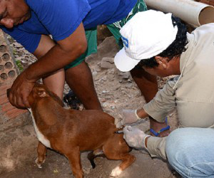 Centro de Controle de Zoonoses de Corumbá iniciou vacinação e recolhimento de cães de rua 
(Foto: Anderson Gallo/Diário corumbaense)