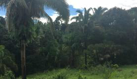 Brasil terá santuário de elefantes na Chapada dos Guimarães A iniciativa aguarda a liberação do licenciamento ambiental da Secretaria de Estado de Meio Ambiente de Mato Grosso para começar a funcionarDivulgação/Santuário de Elefantes Brasil