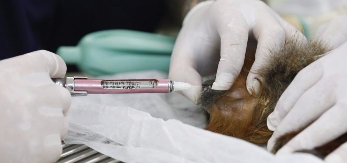 CRMV-MS alerta para Falso Médico-Veterinário em Campo Grande Foto Ilustrativa