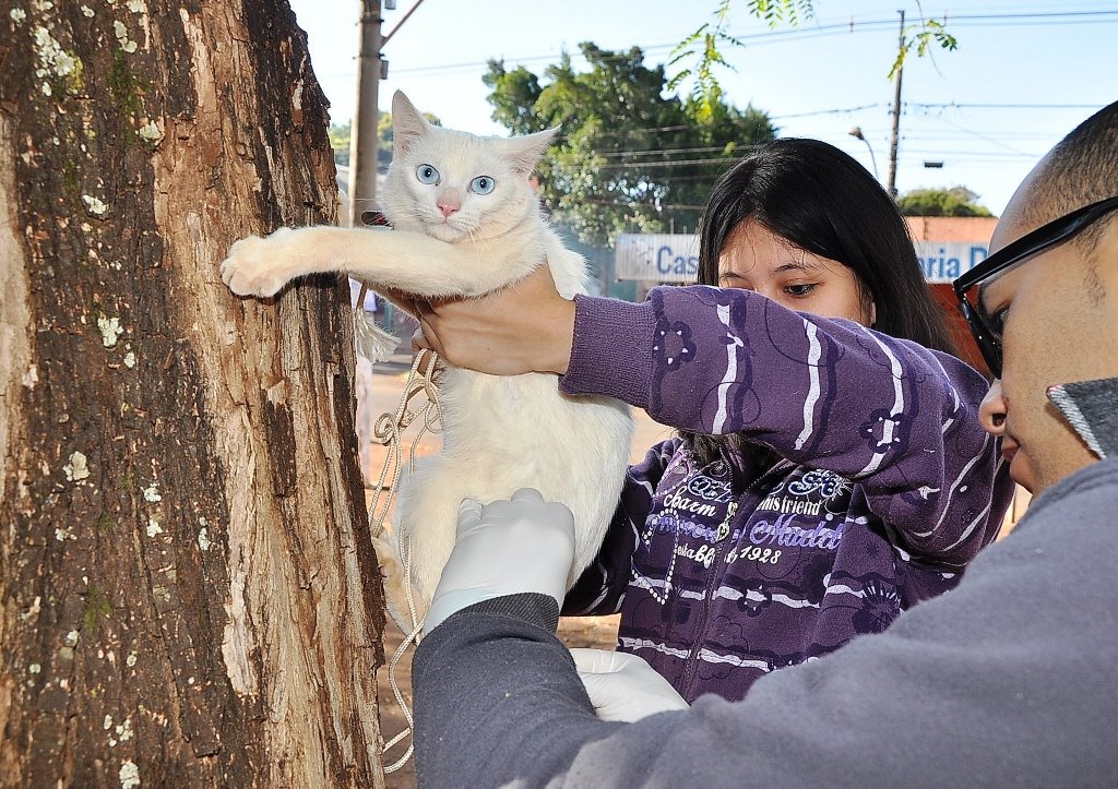 Cães e gatos com idade acima de quatro meses devem ser vacinados