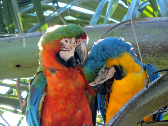 Aves serão pesadas e devolvidas ao ninho - Foto: Ilustração