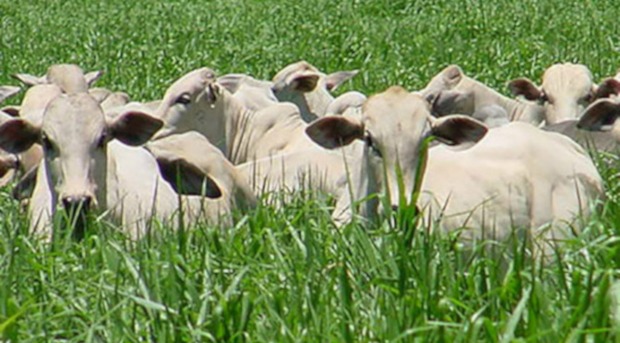 Integração lavoura-pecuária atrai mais produtores em MS