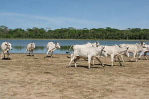 Grupo vai caracterizar a atual situação sanitária da febre aftosa em MS e outros três Estados (Foto: Divulgação/Embrapa Pantanal)