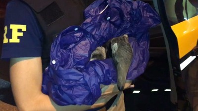 Filhote de tamanduá foi encontrado junto a mãe, que morreu atropelada na BR-262, próximo a cidade de Miranda (Foto: PRF/Divulgação)
