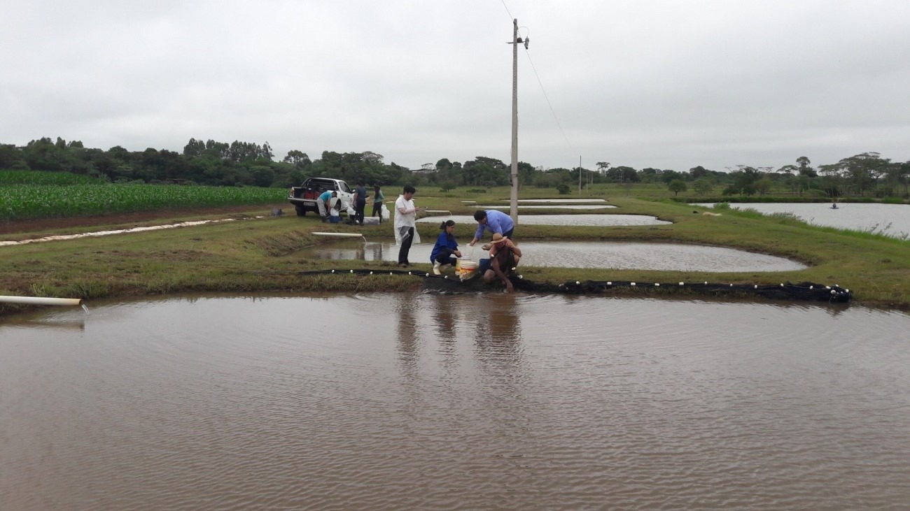 Pós-graduação em Recursos Naturais desenvolve anestésicos para peixes Foto: Assessoria