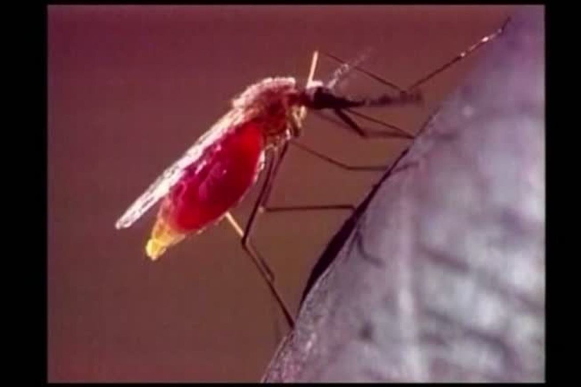 Casos de morte por dengue aumentam 5 vezes em relação ao ano passado Reuters