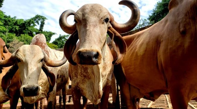 Iagro inicia campanha de vacinação contra febre aftosa em MS Iagro inicia campanha de vacinação contra febre aftosa em MS