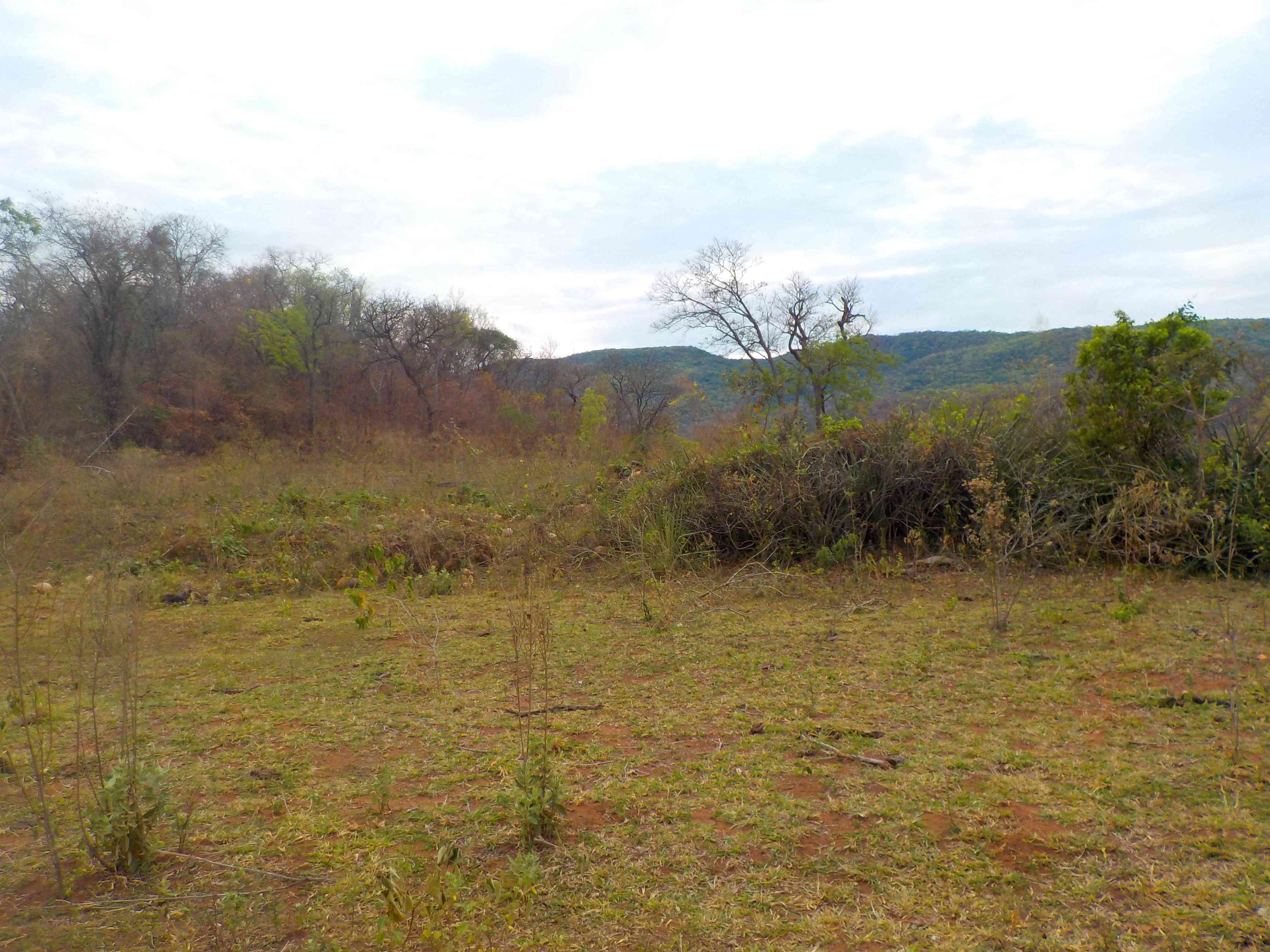 Produtor é autuado por desmatamento ilegal de 46 hectares de vegetação nativa Produtor é autuado por desmatamento ilegal de 46 hectares de vegetação nativa