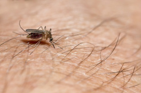 Sangue doce? Estudo revela por que algumas pessoas são mais picadas por mosquitos que outras Entender o que atrai os mosquitos pode ajudar a desenvolver novas maneiras de repeli-los
Thinkstock