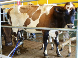 Produtores querem isenção de ICMS e aumento de 35% no valor do leite Produtores de alguns municípios chegaram a receber apenas R$ 0,35 pelo litro do produto no primeiro trimestre, o que não paga nem os custos de produção (Foto: Divulgação/Senar)