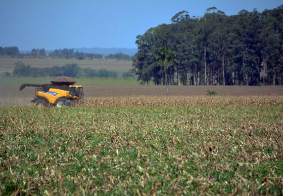 Migração do produtor gera perdas de R$ 736 milhões à pecuária de MS Pecuaristas estão deixando criação bovina e diversificando produção com agricultura e florestas, diante das dificuldades - Foto: Paulo Ribas / Correio do Estado