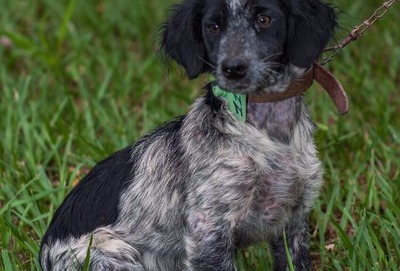 Para incentivar adoção, voluntários fazem ensaio fotográfico com animais do CCZ