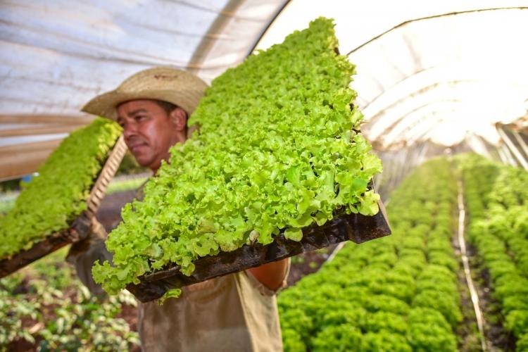 O Agro não para: a importância das atividades do campo em MS frente à Covid-19