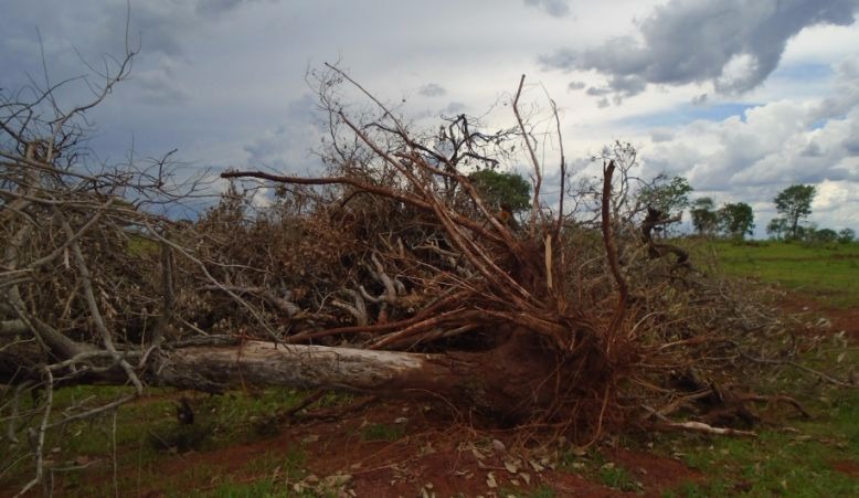 PMA autua pecuarista em R$ 5,7 por desmatamento ilegal PMA autua pecuarista em R$ 5,7 por desmatamento ilegal