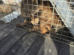 O animal já havia sido pego antes e libertado Foto: Reprodução / Storyful
