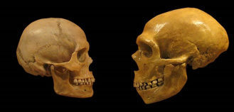 Para que serve e de onde veio o nosso queixo? À esquerda, crânio de Homo sapiens, com a saliência do queixo. À direita, crânio de Homo neanderthalensis, que não apresenta queixo.