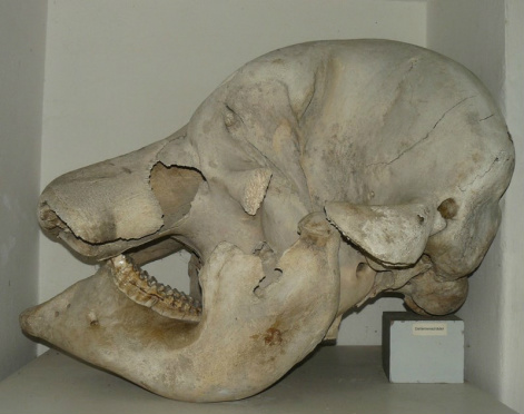 Para que serve e de onde veio o nosso queixo? Crânio de elefante mostrando uma grande protuberância como o nosso queixo.