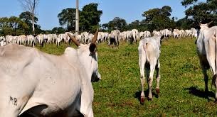 Expectativa dos pecuaristas é que redução de imposto mude forma de pagamento adotada pela JBS - Foto: Arquivo/Correio do Estado