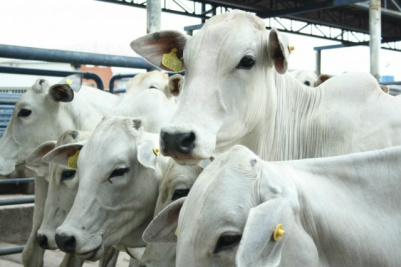 Animais perdem até 7% do peso no transporte até o tatersal. (Foto: Marcos Ermínio)