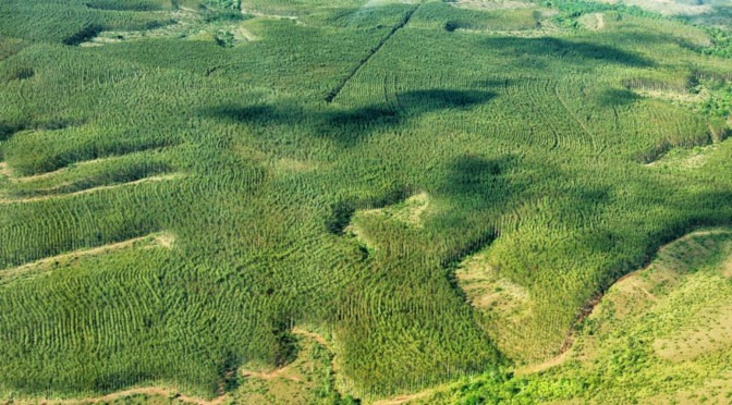 Juiz defere liminar a favor do Estado em relação ao Fundo de Compensação Ambiental Foto: Assessoria