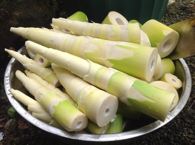 10 comidas extremamente perigosas que os indianos comem normalmente 1 – Broto de bambu